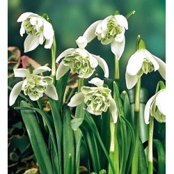 Galanthus nivalis fleno pleno - Snowdrop fleno pleno - 3 لمبات - Galanthus nivalis - Flore Pleno
