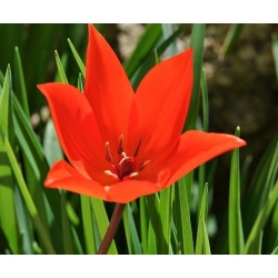 Campuran botani Tulipa - Campuran botani tulip - 5 bebawang - Tulipa botanical 
