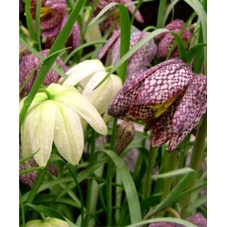 Kungsängslilja - paket med 5 stycken - Fritillaria Meleargis