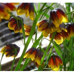 Ruteliljeslekta - Uva Vulpis - pakke med 5 stk -  Fritillaria