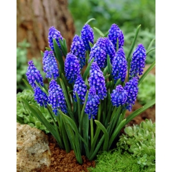 Muscari armeniacum - hroznovec hyacint armeniacum - 10 květinové cibule