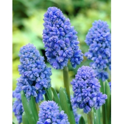 Muscari Blue Spike - Spike Hyacinth Blue Spike - 10 bebawang