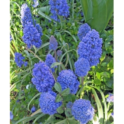 Muscari Blue Spike - Hroznová Hyacint Blue Spike - 10 květinové cibule