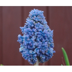 Muscari Blue Spike - Hroznová Hyacint Blue Spike - 10 květinové cibule