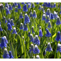 موشاری کوه هود - انگور Hyacinth کوه هود - 5 لامپ - Muscari