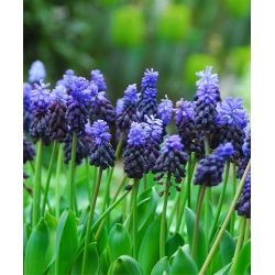 Muscari latifolium - Grape Hyacinth latifolium - 10 bulbs