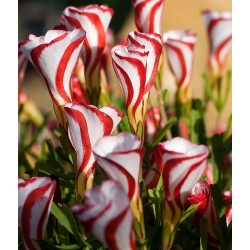Oxalis Versicolor - Candy Cane Sorrel - 2 cibule