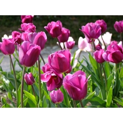 Tulipa ruža - tulipana ruža - 5 žarulja - Tulipa Rose