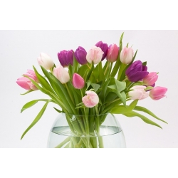 Tulipa Pink Impression - Tulip Pink Impression - 5 bulbs