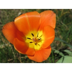 Tulip Orange - pek besar! - 50 pcs - 