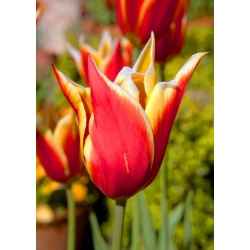 Tulipa Aladdin - Tulip Aladdin - 5 kvetinové cibule