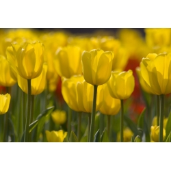 Tulip Yellow - paquete grande! - 50 pcs - 
