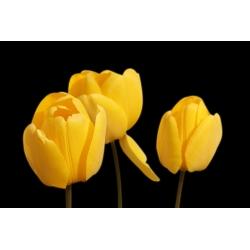 Κίτρινο τουλίπα - Κίτρινο τουλίπας - 5 βολβοί - Tulipa Yellow