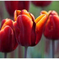 Tulipa Abu Hassan  - 郁金香阿布哈桑 -  5个洋葱