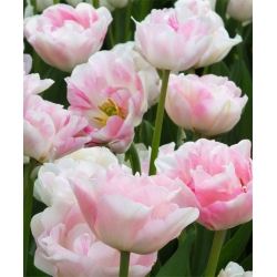 Tulipa Angelique - Tulipán Angelique - 5 kvetinové cibule