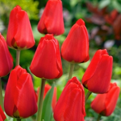 Tulipa Apeldorn - Tulip Apeldorn - 5 ดวง