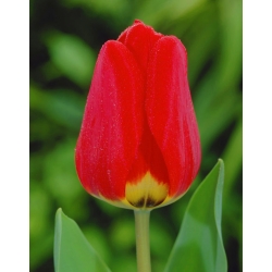 Tulipa Apeldorn - pacote de 5 peças