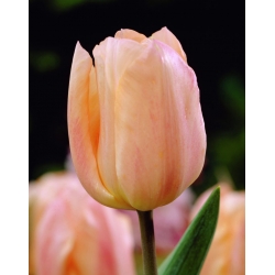 Краса Туліпа Абрикос - Тюльпан Краса від абрикоса - 5 цибулин - Tulipa Apricot Beauty