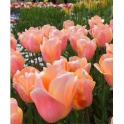 Tulipa Apricot Beauty - Tulip Apricot Beauty - 5 bulbi