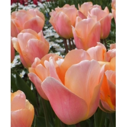 Краса Туліпа Абрикос - Тюльпан Краса від абрикоса - 5 цибулин - Tulipa Apricot Beauty