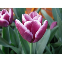 Tulipa阿拉伯之谜 - 郁金香阿拉伯之谜 -  5个洋葱 - Tulipa Arabian Mystery