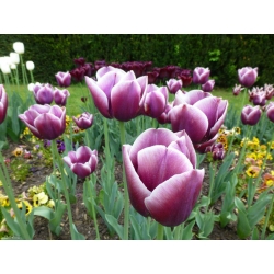 Tulipa Arabian Mystery - Tulip Arabian Mystery - 5 หลอด