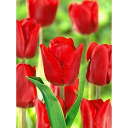 Tulipa Bastogne - Tulip Bastogne - 5 لامپ