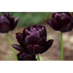 Tulipa Black Hero - Tulip Black Hero - 5 kvetinové cibule