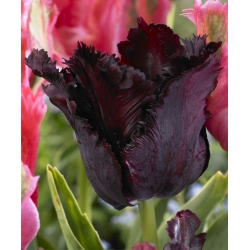Tulipa černý papoušek - Tulipán černý papoušek - 5 květinové cibule - Tulipa Black Parrot