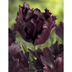Tulipe Black Parrot - paquet de 5 pièces - Tulipa Black Parrot