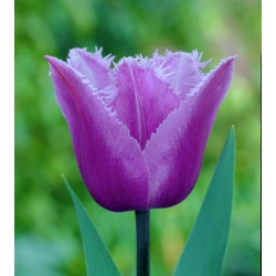 Tulipa Blue Heron - pacote de 5 peças