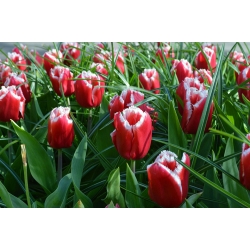 Tulpes Canasta - 5 gab. Iepakojums - Tulipa Canasta