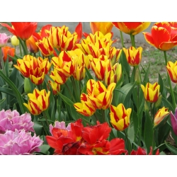 Tulipa Color Spectacle - Tulip Color Spectacle - 5 ดวง - Tulipa Colour Spectacle