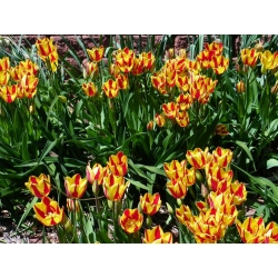 Tulipa Colour Spectacle - paquete de 5 piezas