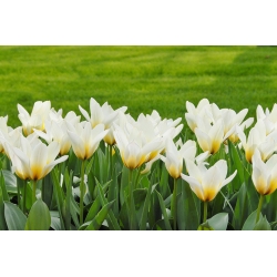 Koncert Tulipa - Koncert tulipanov - 5 čebulic - Tulipa Concerto