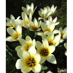 Tulipaner Concerto - pakke med 5 stk - Tulipa Concerto