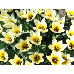 Tulipano Concerto - pacchetto di 5 pezzi - Tulipa Concerto
