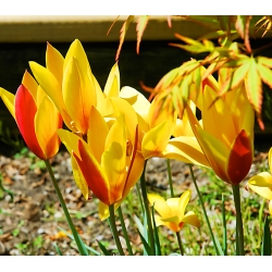 Tulipa Cynthia - Tulip Cynthia - 5 ดวง