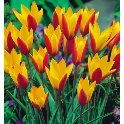 Tulipa Cynthia - pacote de 5 peças