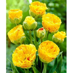 Тулипа Лепота Апелдорна - Тулип лепота Апелдорна - 5 луковица - Tulipa Beauty of Apeldorn