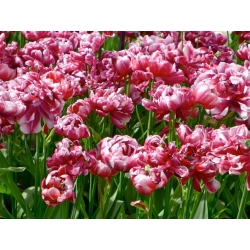 Tulipaner Drumline - pakke med 5 stk - Tulipa Drumline