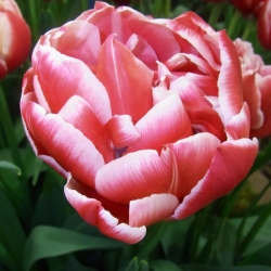 Tulipaner Drumline - pakke med 5 stk - Tulipa Drumline
