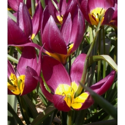 نجمة الشرقية توليب - نجمة الشرقية توليب - 5 البصلة - Tulipa Eastern Star