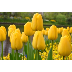 Tulppaanit Golden Apeldoorn - paketti 5 kpl - Tulipa Golden Apeldoorn
