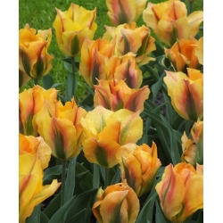 Tulipa Golden Artist - pacote de 5 peças
