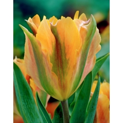 Tulipa Golden καλλιτέχνης - Tulip Golden Artist - 5 βολβοί - Tulipa Golden Artist