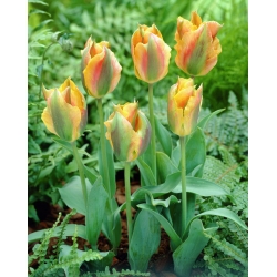 Tulipa Golden Artist - pacote de 5 peças