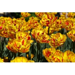 لایهای زیبا طلایی - گل لاله زیبا - 5 لامپ - Tulipa Golden Nizza