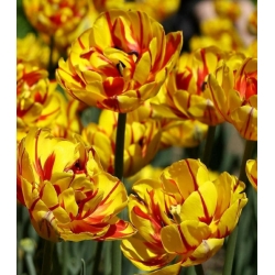 Golden Tulip yang bagus - Nice Golden Tulip - 5 lampu - Tulipa Golden Nizza