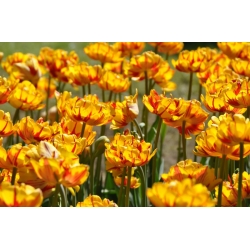 نيس جولدن توليب - نيس الذهبي توليب - 5 البصلة - Tulipa Golden Nizza